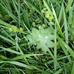Pod Modrzewiami