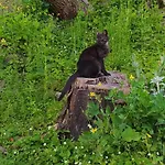 Pod Modrzewiami Quarto em Acomodações Particulares Milówka