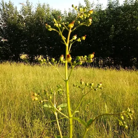 Pod Modrzewiami Privatunterkunft *