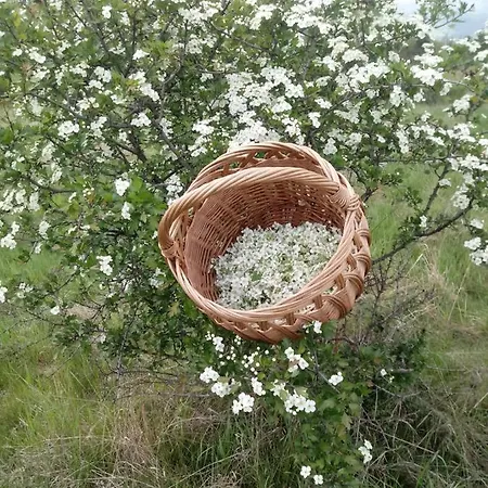Pod Modrzewiami Проживание в семье Милювка