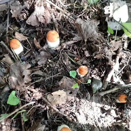 Séjour chez l'habitant Pod Modrzewiami