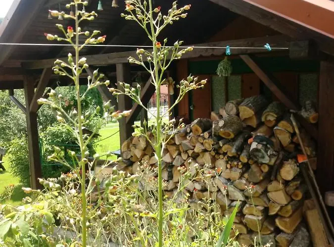 Pod Modrzewiami Homestay *