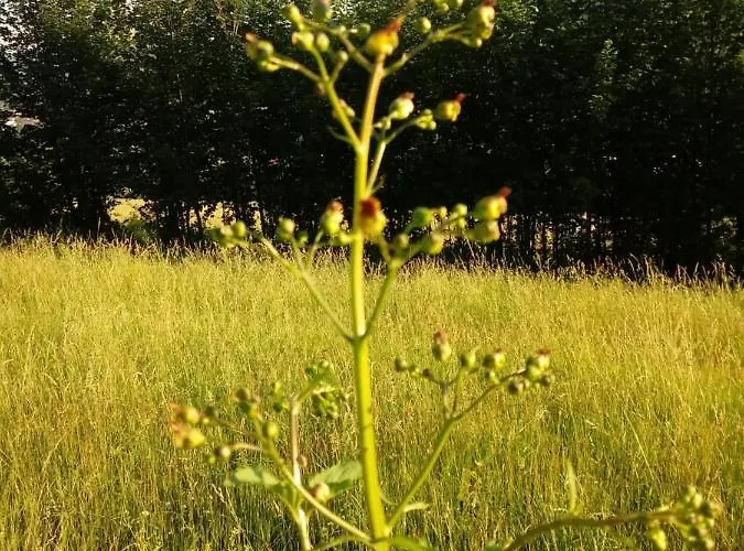Pod Modrzewiami Ubytování v soukromí *