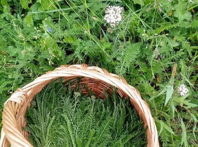 Pod Modrzewiami * מילובקה