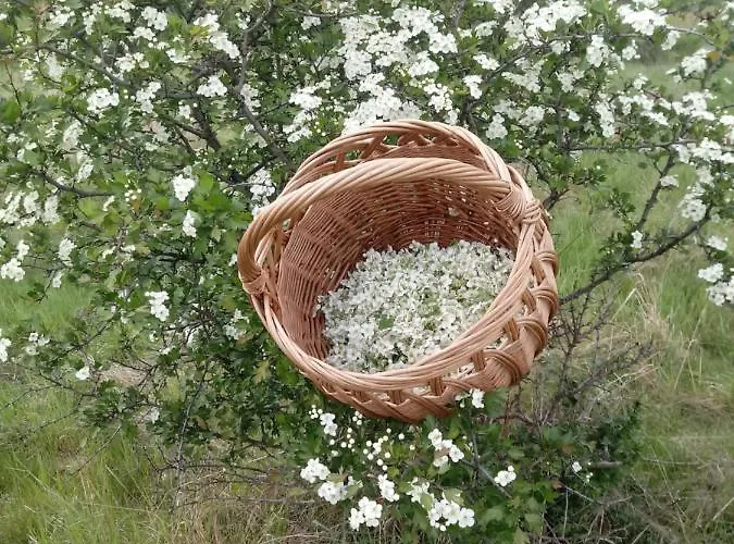 Pod Modrzewiami בית אירוח מילובקה