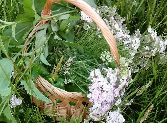 Ubytování v soukromí Pod Modrzewiami Milówka