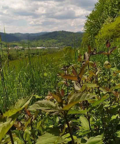 Pod Modrzewiami * מילובקה