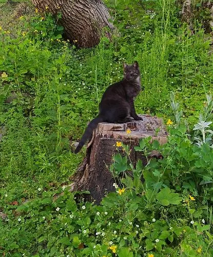 Pod Modrzewiami منزل للإقامة ميلوفكا