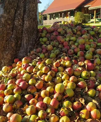 Pod Modrzewiami Homestay