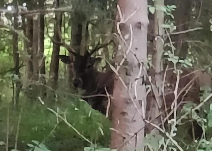 Pod Modrzewiami Homestay *