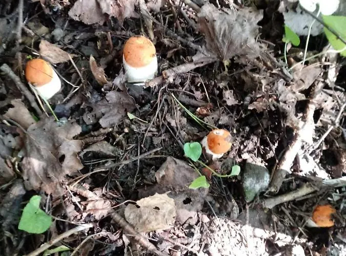 Homestay Pod Modrzewiami