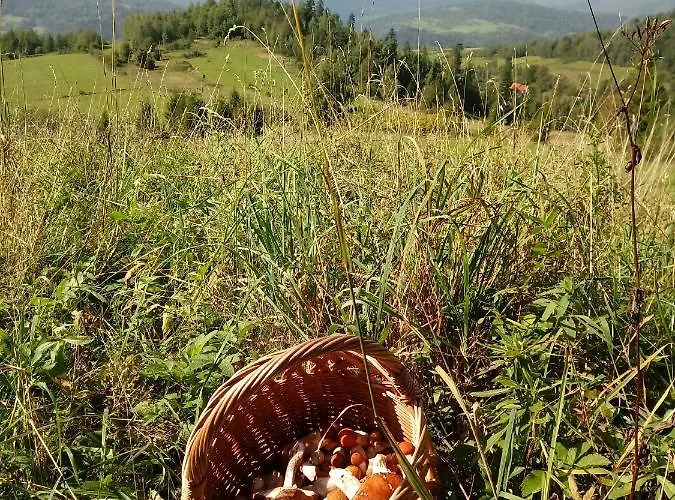 בית אירוח Pod Modrzewiami *